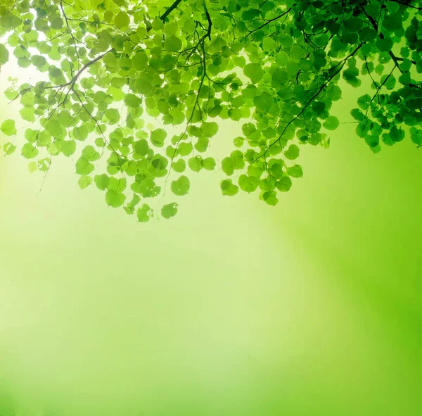 Зеленые Листья Границы Зеленом Фоне Боке — стоковое фото