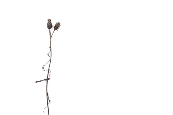 Beyaz Arka Planda Ütülenmiş Kurumuş Bir Çiçek — Stok fotoğraf