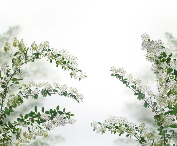 Beyaz Arkaplanda Spirea Ağacı Dalları — Stok fotoğraf