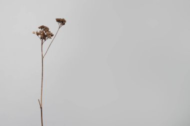 Beyaz arka planda kurumuş çiçek dalı. Asgari soyut çiçek bileşimi.