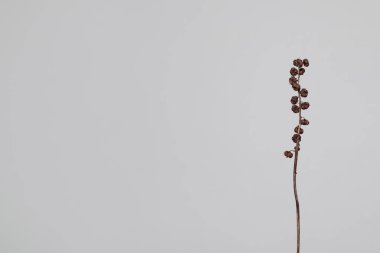 Açık gri arkaplanda mükemmel kurutulmuş bitki 