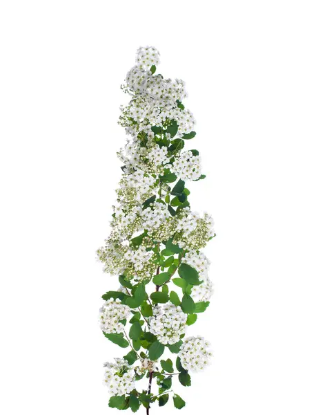 Geïsoleerde Bloemen Spirea Wit — Stockfoto