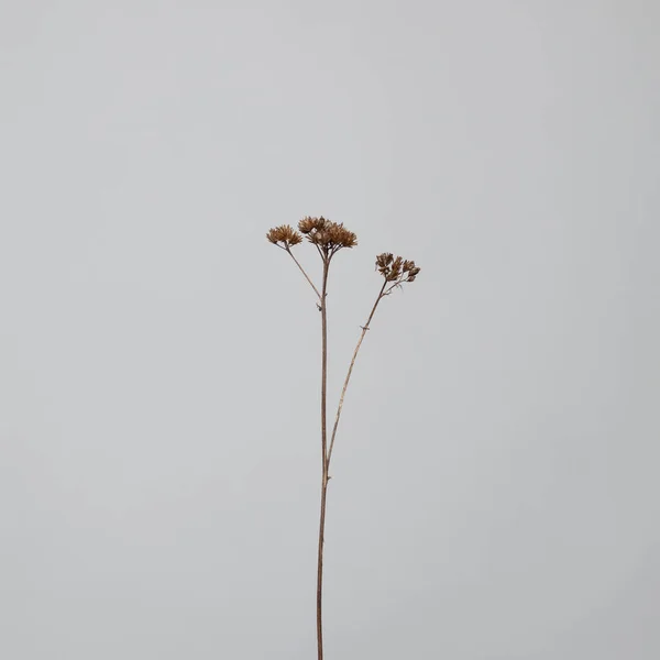 Tarjeta Mínima Con Flor Seca Sobre Fondo Gris Claro — Foto de Stock