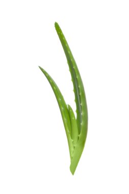Aloe vera kesme yaprakları beyaz arkaplan üzerinde izole.
