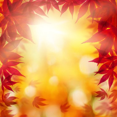 Kırmızı akçaağaç yaprakları ve güneş ışığıyla güzel bir sonbahar arkaplanı. Parkta renkli canlı yeşillikler var. Düşen yapraklar doğal altın arkaplan