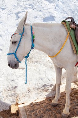 Santorini Adası, Santorini, Yunanistan 'da Eşek