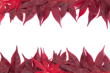 Sonbahar kırmızı yapraklarının çerçevesi. Sonbahar akçaağaç beyaz üzerinde sınır bırakır