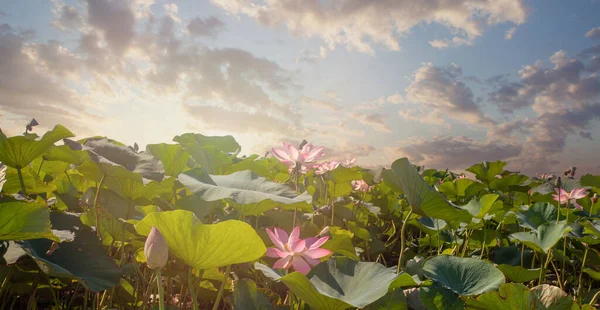 Serin Rahatlama Arka Planında Çiçek Açan Lotus Çiçekleri — Stok fotoğraf