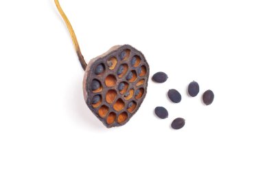 Dried lotus pod with seeds isolated on white background