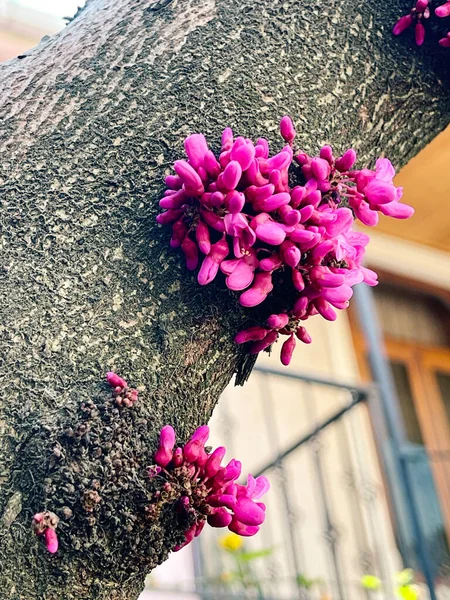 Nahaufnahme Blühender Cercis Siliquastrum Blumen Frühlingskonzept — Stockfoto