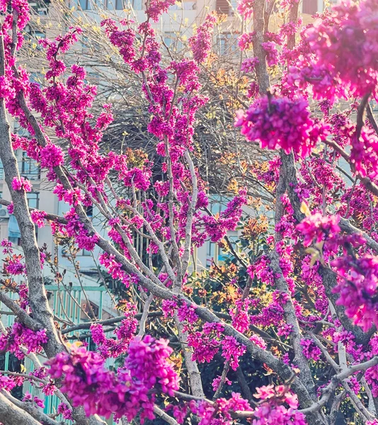 Zweig Eines Baumes Übersät Mit Rosa Cercis Blüten Frühlingsnatur — Stockfoto
