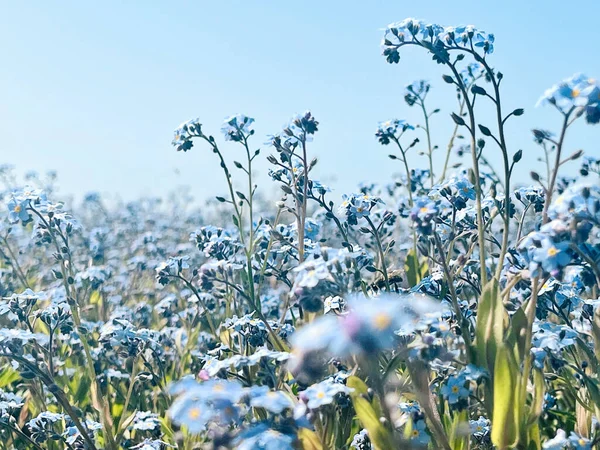 Frühling Blaue Vergissmeinnicht Blumen Pastellfarbener Hintergrund Mit Selektivem Fokus — Stockfoto