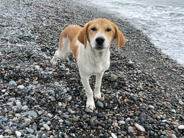 Hund Spielt Strand — Stockfoto