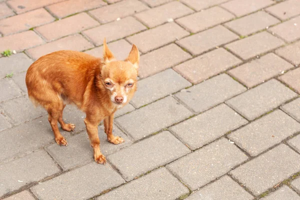 Chihuahua Stojący Szarym Tle Zewnątrz — Zdjęcie stockowe