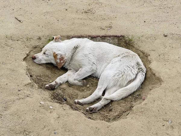 Cute Pies Śpi Piasku — Zdjęcie stockowe