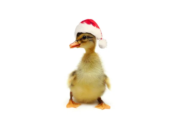 可爱的小鸭 戴着红色的圣诞老人帽孤立 圣诞节的概念 — 图库照片