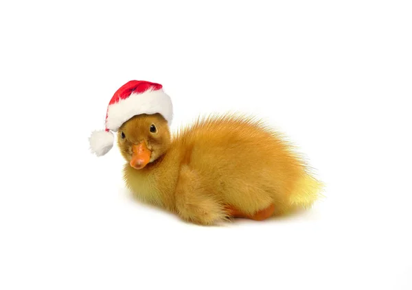 Carino Giallo Piccolo Anatroccolo Indossa Cappello Rosso Santa Isolato Natale — Foto Stock