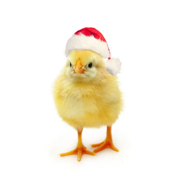 Gele Kuiken Kerstman Wit Kerstmis Nieuwjaar Concept — Stockfoto