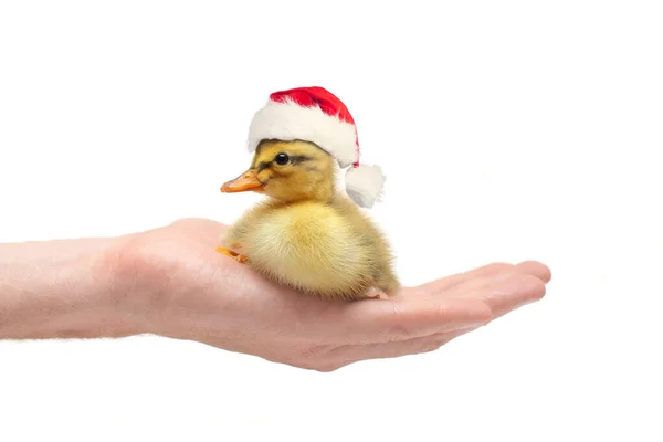 小鸭圣诞老人在人手里 — 图库照片