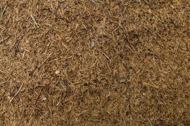 Ladin iğnesinin orman arka planı