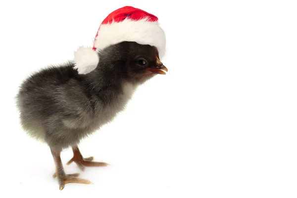 Черный Маленький Цыпленок Красной Шляпе Санта Изолированы Белом Фоне Рождество — стоковое фото