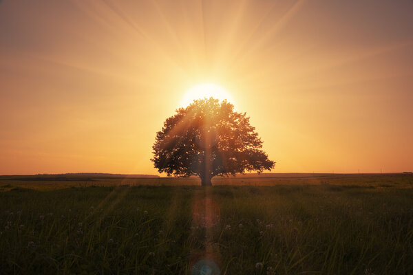 волшебный восход солнца с деревом
