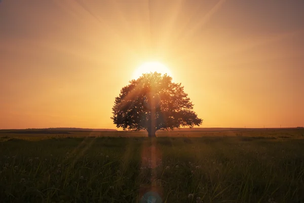 Μαγευτική ανατολή του ηλίου με δέντρο Εικόνα Αρχείου