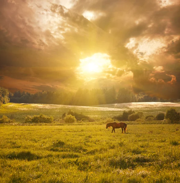 Paesaggio idilliaco con cavallo alla luce del sole — Foto Stock