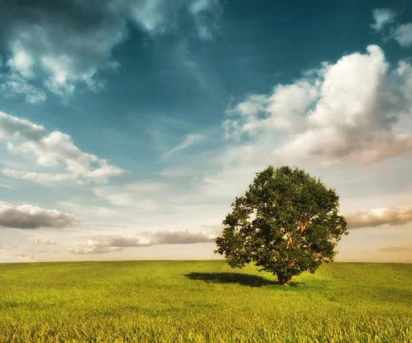 Kolorowy krajobraz z pola i drzewa — Zdjęcie stockowe