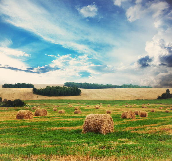 cloudy wheat field