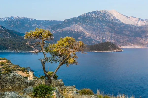 Tree on a cliff — Stock Photo, Image