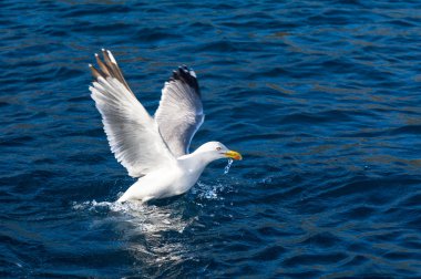 martı kuşu kalkış