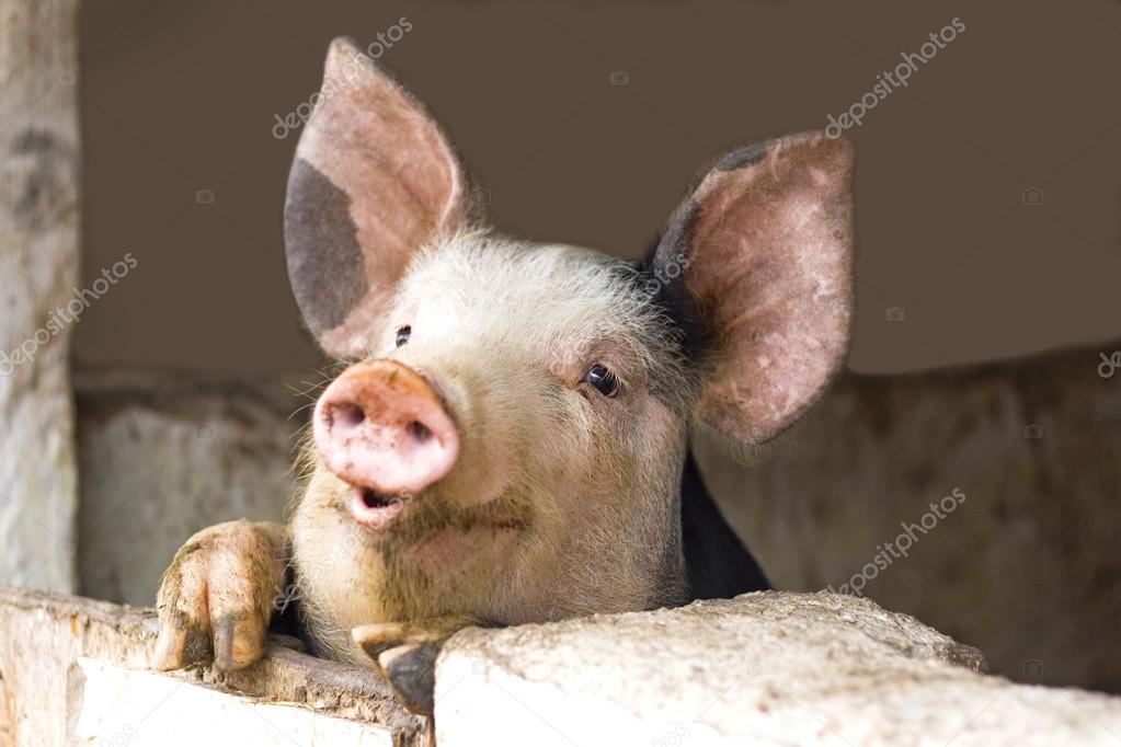 depositphotos_18778825-stock-photo-curious-cute-pigs.jpg