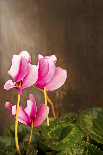 花とロマン — ストック写真