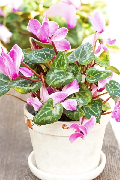 Hermosas flores — Foto de Stock