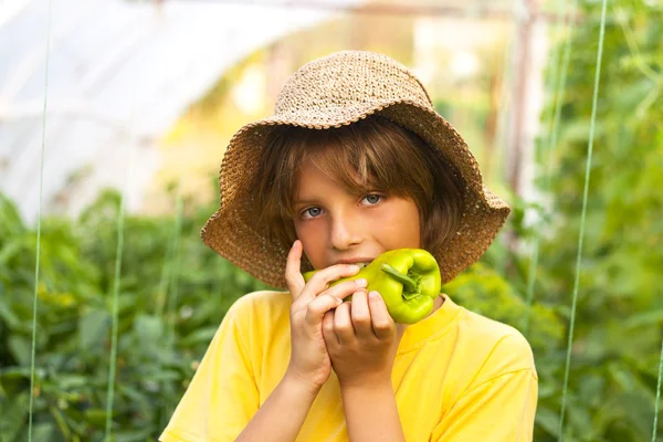 Joven agricultor en invernadero —  Fotos de Stock