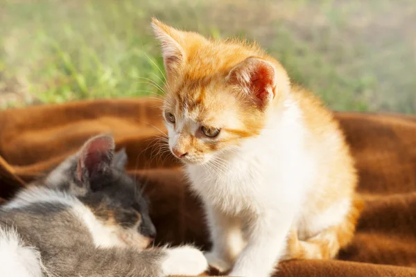 Anak kucing beristirahat — Stok Foto