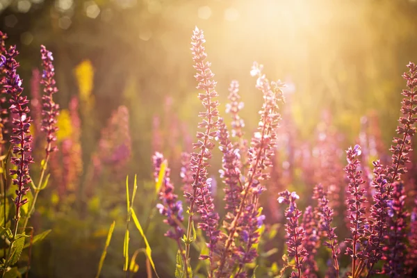 Bellissimi fiori selvatici primaverili — Foto Stock