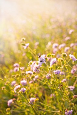 Çiçekler alanında çalışan arı