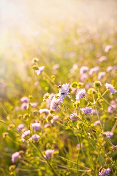 Biene bei der Arbeit im Blumenfeld — Stockfoto