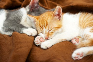 Uyuyan sevimli yavru kedi
