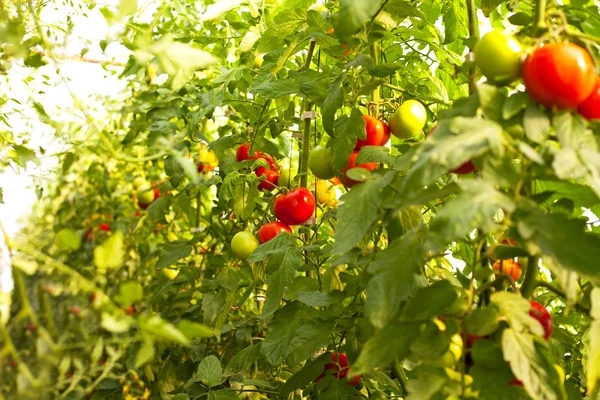 Cultivo de tomates — Fotografia de Stock