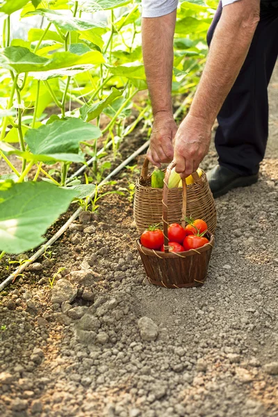 Picking fresh tomatoes — Stock Photo, Image