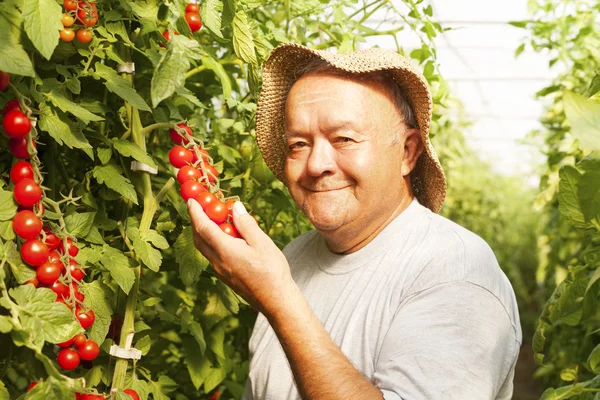 Old gardener harvesting vegetables — Stock Photo, Image