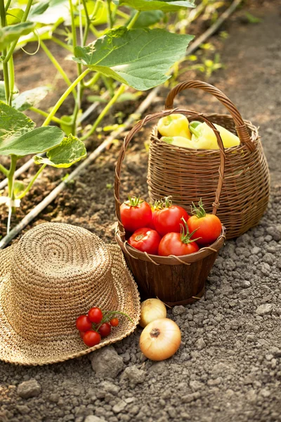 Hortalizas recién cosechadas — Foto de Stock