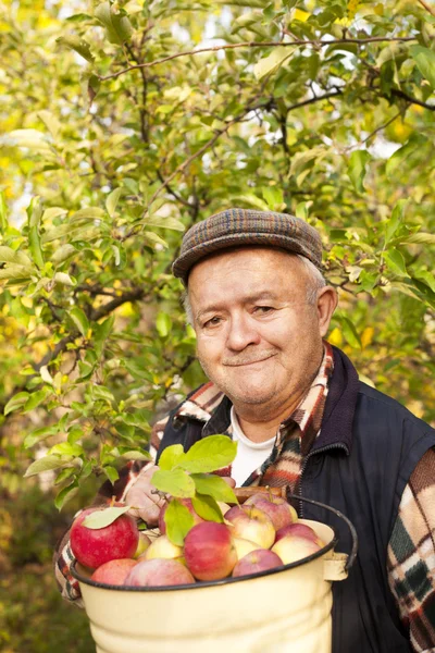 Older man picked apples — Stock Photo, Image