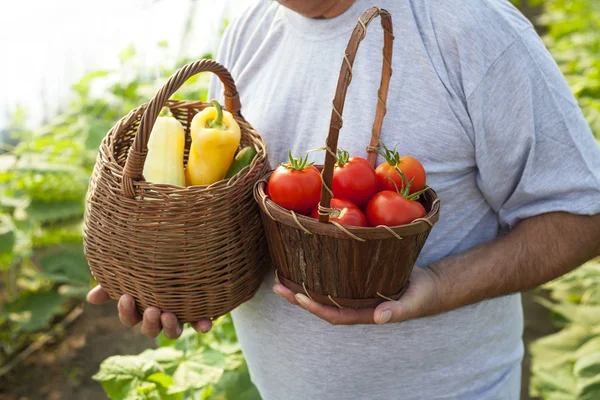 Fresh vegetables basket — Stock Photo, Image