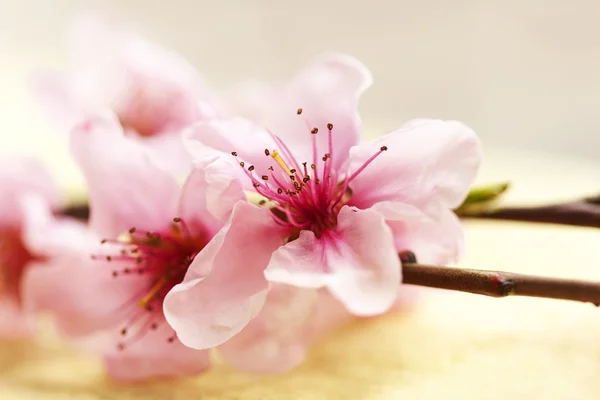 Flor de primavera — Foto de Stock