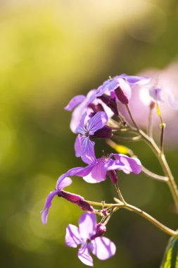 vahşi bahar çiçekleri