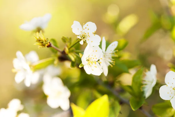 Apple blossom — Stock Photo, Image